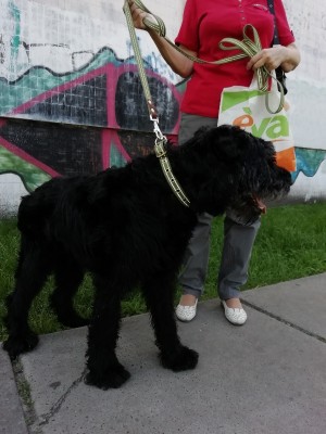 Дарси прогулка.jpg (169.57 КБ) 2234 просмотра Дарси прогулка.jpg