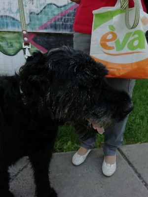 Дарси мордашка.jpg (159.5 КБ) 2233 просмотра Дарси мордашка.jpg