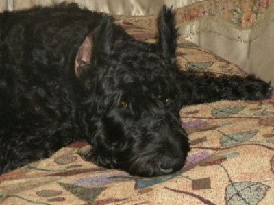 GEDC0337.JPG (70.58 КБ) 1771 просмотр Григорий отдыхает