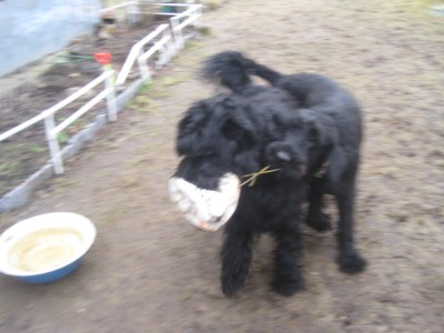 IMG_0113.JPG (92.94 КБ) 3191 просмотр Ну дай поиграть,Тёмище