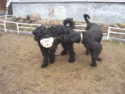 IMG_0122.JPG (108.12 КБ) 3191 просмотр Не дам!! Моё-моё-моё!!