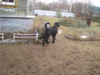 IMG_0127.JPG (152.09 КБ) 3191 просмотр Гордо удалилась Лёлька с законной добычей