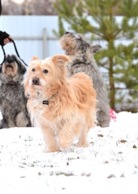 88241728_227118322018624_828006872182161408_n.jpg (98.43 КБ) 5140 просмотров Мухтар Бубурович))собственной рыжей лохматой персоной