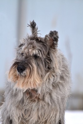 87503707_2320261901606649_5256190193844617216_n.jpg (135.02 КБ) 5143 просмотра Генка -красавец))