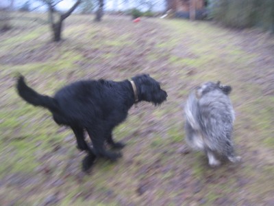 IMG_0223.JPG (102.77 КБ) 2652 просмотра Два зайца))