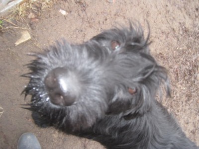 IMG_0184.JPG (107.64 КБ) 5078 просмотров Лёлька принимает поздравления)) (и баранки))