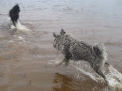 IMG_0203.JPG (75.84 КБ) 5081 просмотр Если купается Генка- значит уже Весна))) (примета)