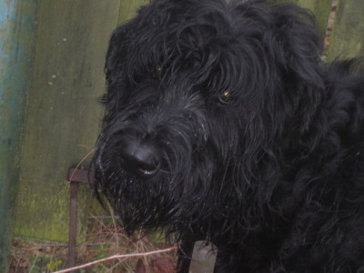 IMG_0228.JPG (91.24 КБ) 5081 просмотр Всем самого-самого главного-Здоровья Вашим хвостикам!!!