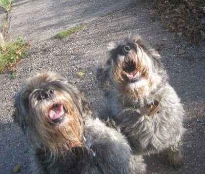 IMG_0779.JPG (108.24 КБ) 2742 просмотра подайте люди добрые...