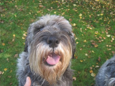 IMG_0805.JPG (126.2 КБ) 2742 просмотра Ариша всегда готова-улыбаться, общаться, обниматься