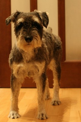 IMG_1955_новый размер.JPG