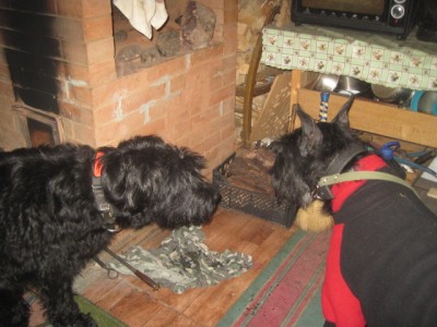 IMG_1674.JPG (128.08 КБ) 3790 просмотров Пытаются знакомиться