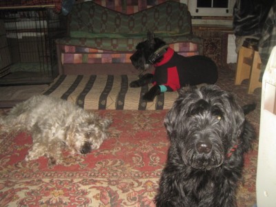 IMG_1677.JPG (129.11 КБ) 3790 просмотров Устали все....а Шкипер за домогательства ещё и получил