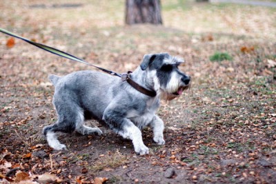 IMG_3718R2_новый размер2_новый размер.jpg