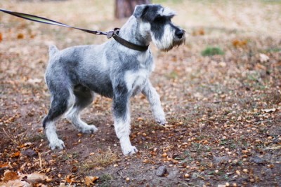 IMG_3716R1_новый размер_новый размер.jpg