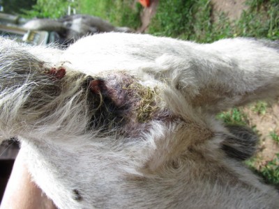 IMG_4486.JPG (155.75 КБ) 23380 просмотров вид сзади(