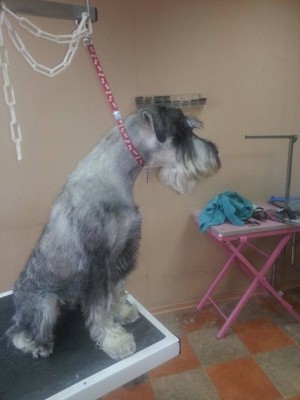 Миттель сидя 3.jpg