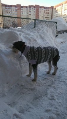 снег6.jpg