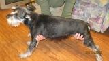 IMG_2937-1.JPG