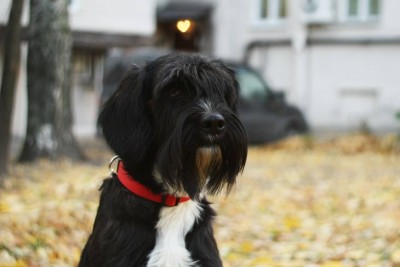 Клифф.jpg