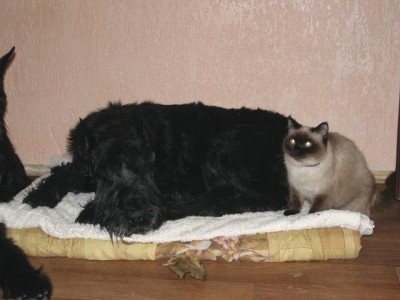 Это сема с Бэллой