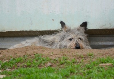 Ёжик гуляет