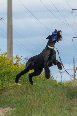 UrPAWDfyCnk.jpg
