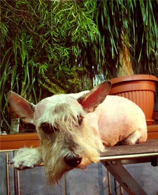 бимка стриженный.jpg