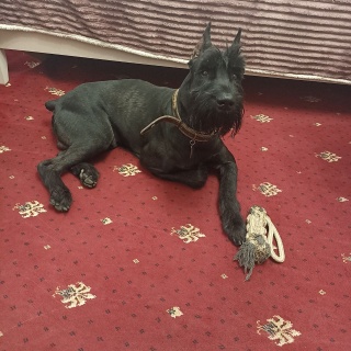 Puma_MYN_k7OzUfdvR7qep4WsPrI1L7OPrvqAhMiH8OZr5S0Oml8vLGuIk-3XxQxtuVNdI008U_dfS7FWIvL8sWG0je_5 (1).jpg