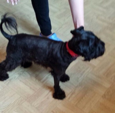 вроде цверг.jpg