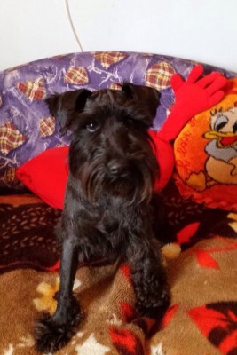 похож на цверга.jpg