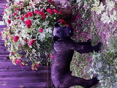 IMG0371A.jpg