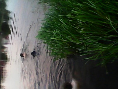 IMG0358A.jpg