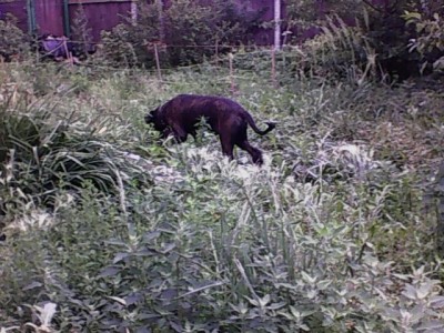 IMG0372A.jpg