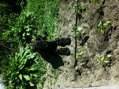 IMG0349A.jpg