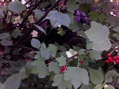 IMG0407A.jpg