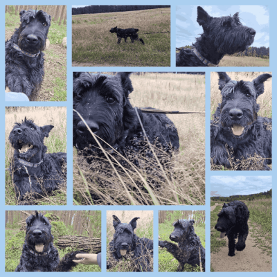 collage-maker (2).png