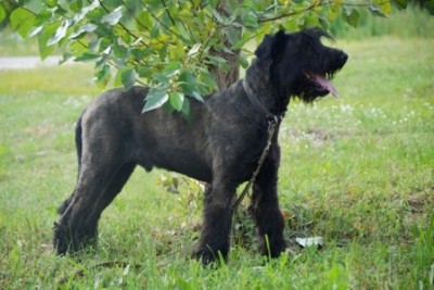 КЛАЙД.JPG