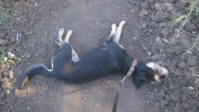 Устала, бедолага)))
