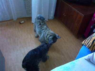 Играют