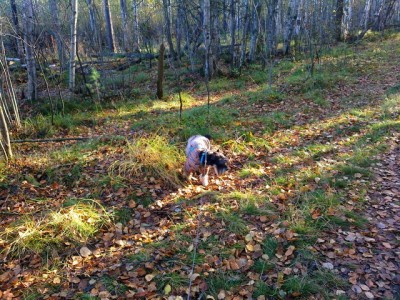 2015-10-11-0549.jpg