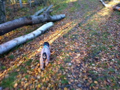 2015-10-11-0545.jpg