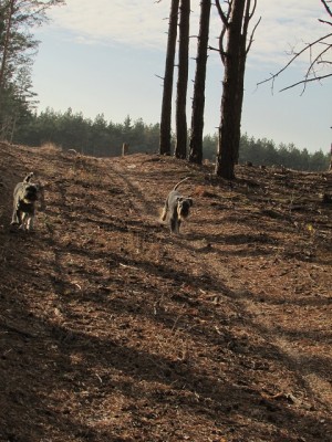IMG_0011copy.jpg