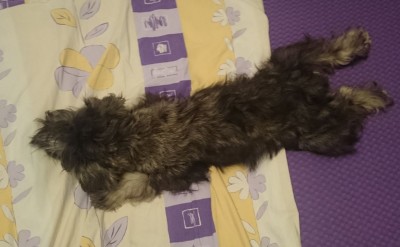 вид сверху, но лапы поджала под себя)