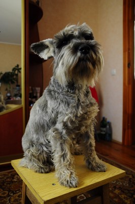 Жужа сидя.jpg