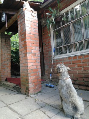 Ваня ждет, когда спустится кот со столба. Кот давно уже спустился с другой стороны, и лег в полутора метрах от Вани, а Вано все ждет...