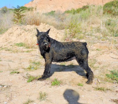 14542859_1278116275542294_1995009495_n.jpg (205.05 КБ) 5009 просмотров 14542859_1278116275542294_1995009495_n.jpg