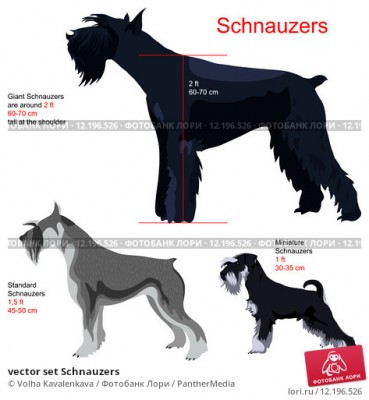 vector-set-schnauzers-0012196526-preview.jpg
